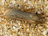 Schmetterlinge, Lepidoptera