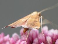 Lepidoptera