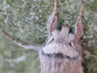 Lepidoptera