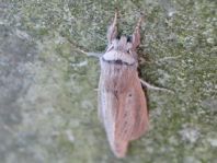 Lepidoptera