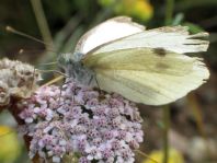 Pieridae