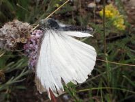 Pieridae