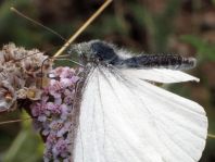 Pieridae