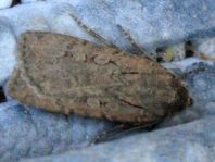 Lepidoptera