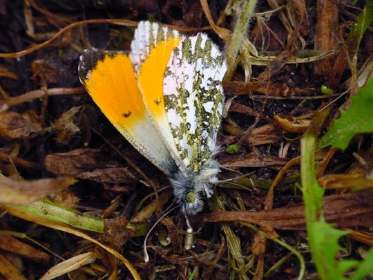 Aurorafalter, Anthocharis cardamines