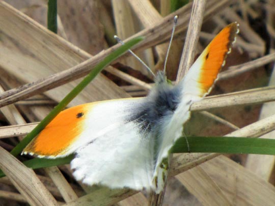 Aurorafalter, Anthocharis cardamines