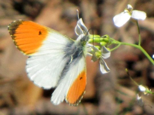Aurorafalter, Anthocharis cardamines