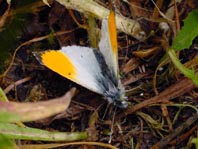 Aurorafalter, Anthocharis cardamines