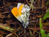 Aurorafalter, Anthocharis cardamines