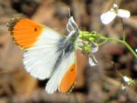 Aurorafalter, Anthocharis cardamines