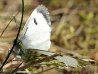 Aurorafalter, Anthocharis cardamines