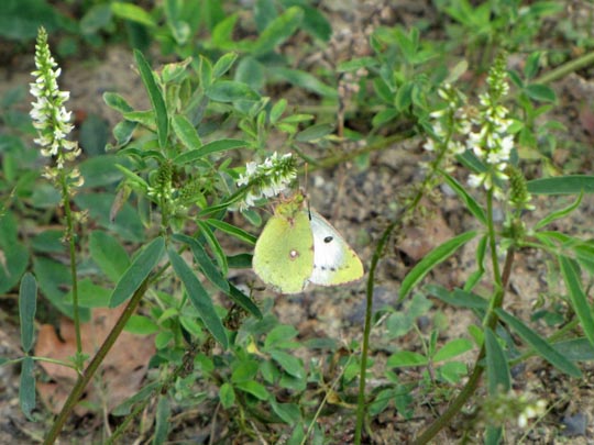 Colias