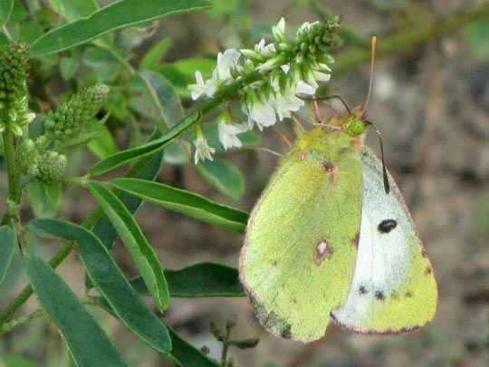 Colias