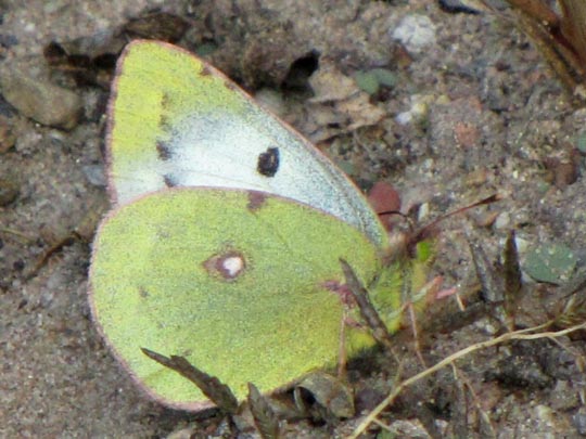 Colias