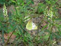 Colias sp.