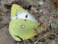 Colias sp.