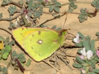 Colias croceus