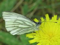 Grünader-Weißling (Rapsweißling), Pieris napi