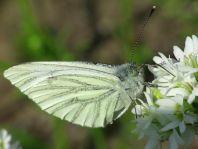 Grünader-Weißling (Rapsweißling), Pieris napi
