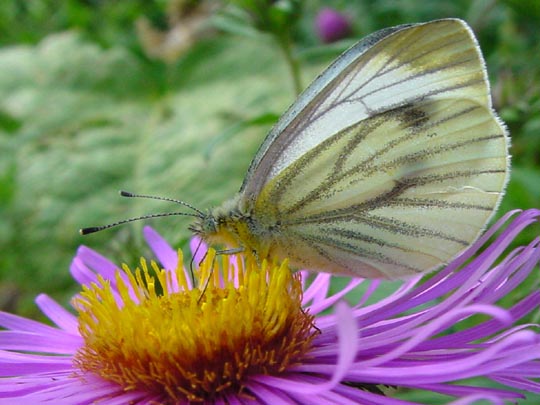Grünader-Weißling (Rapsweißling), Pieris napi
