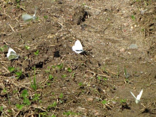 Grünader-Weißling (Rapsweißling), Pieris napi