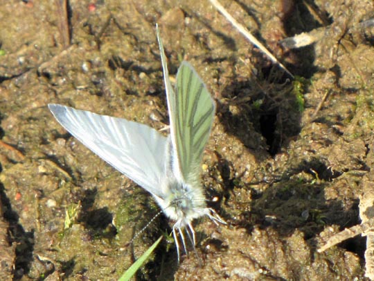 Grünader-Weißling (Rapsweißling), Pieris napi