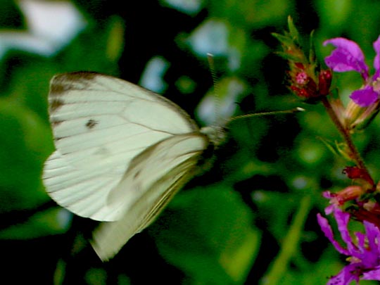 Grünader-Weißling (Rapsweißling), Pieris napi