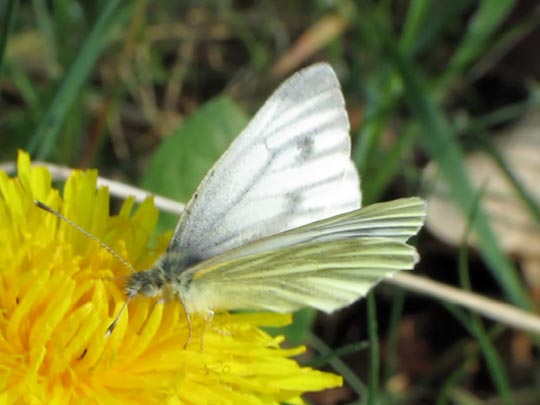 Grünader-Weißling (Rapsweißling), Pieris napi