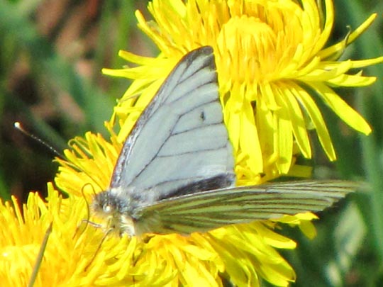 Grünader-Weißling (Rapsweißling), Pieris napi
