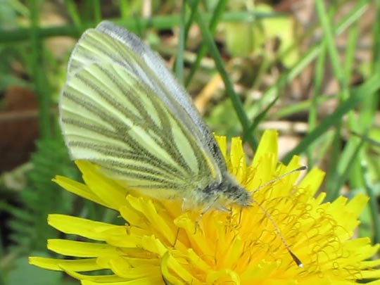 Grünader-Weißling (Rapsweißling), Pieris napi