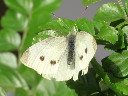 Kleiner Kohlweißling, Pieris rapae