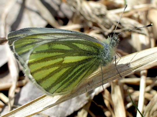 Grünader-Weißling (Rapsweißling), Pieris napi