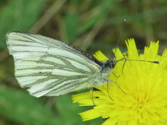 Grünader-Weißling (Rapsweißling), Pieris napi