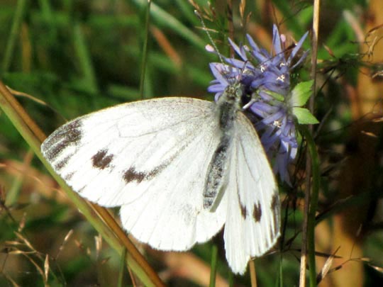 Grünader-Weißling (Rapsweißling), Pieris napi