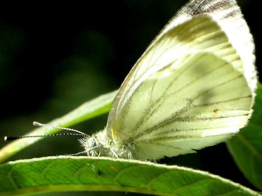 Grünader-Weißling (Rapsweißling), Pieris napi