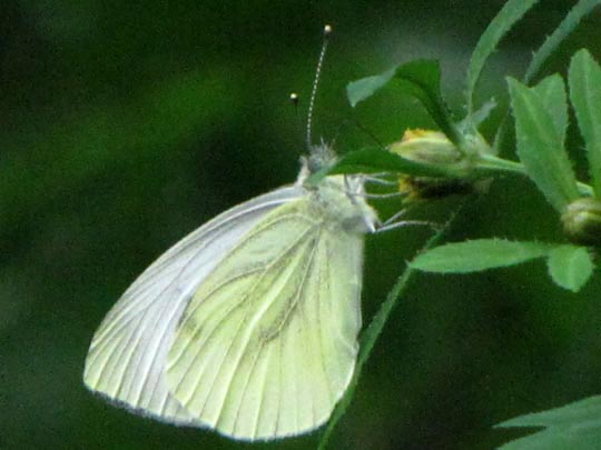 Grünader-Weißling (Rapsweißling), Pieris napi