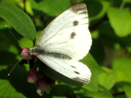 Grünader-Weißling (Rapsweißling), Pieris napi