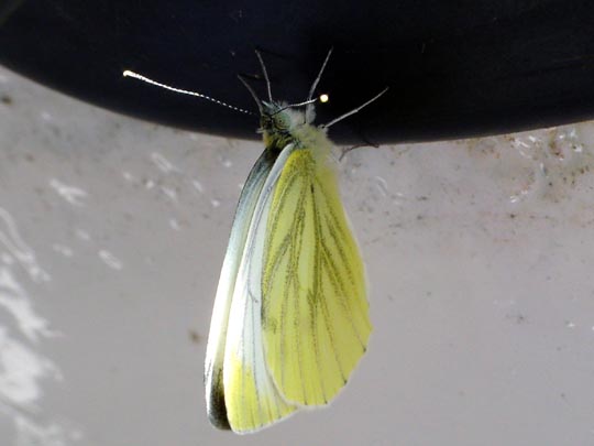 Grünader-Weißling (Rapsweißling), Pieris napi