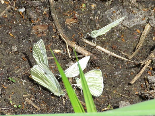 Grünader-Weißling (Rapsweißling), Pieris napi
