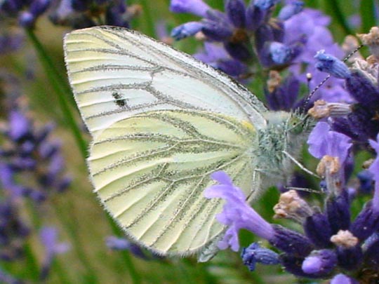 Grünader-Weißling (Rapsweißling), Pieris napi