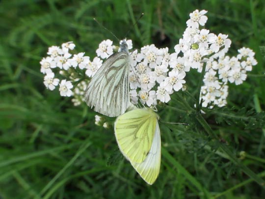 Grünader-Weißling (Rapsweißling), Pieris napi