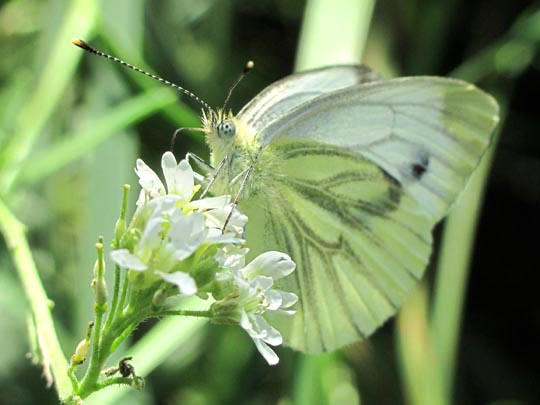 Grünader-Weißling (Rapsweißling), Pieris napi