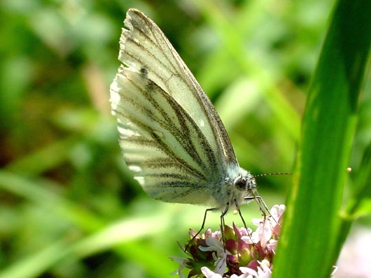 Grünader-Weißling (Rapsweißling), Pieris napi