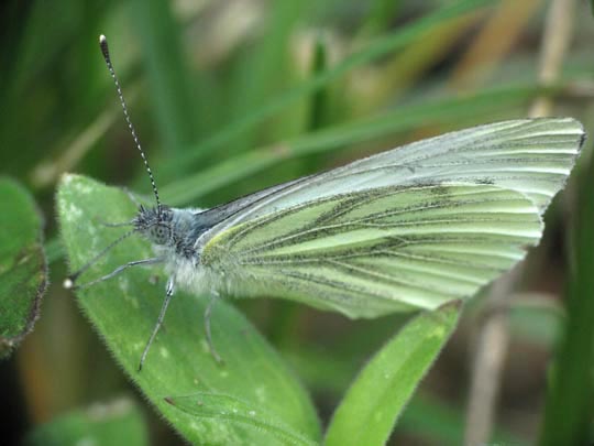 Grünader-Weißling (Rapsweißling), Pieris napi