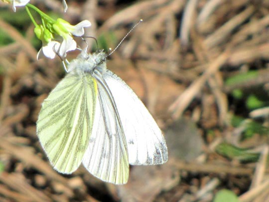 Grünader-Weißling (Rapsweißling), Pieris napi