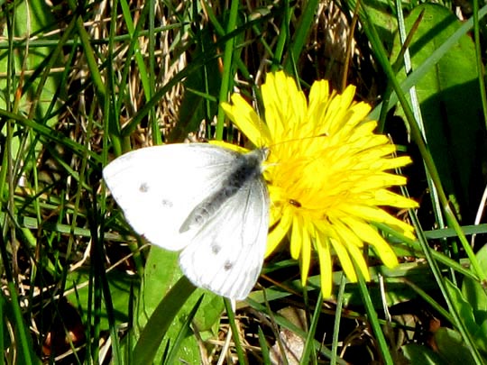 Kleiner Kohlweißling, Pieris rapae