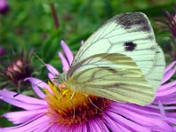 Grünader-Weißling (Rapsweißling), Pieris napi