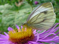 Grünader-Weißling (Rapsweißling), Pieris napi