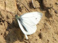 Grünader-Weißling (Rapsweißling), Pieris napi