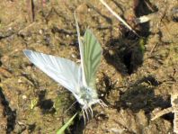 Grünader-Weißling (Rapsweißling), Pieris napi